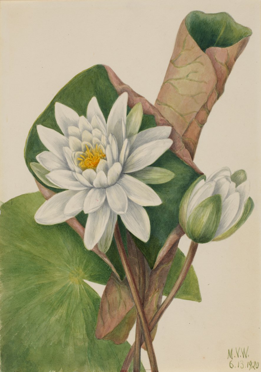Amerikan Nilüfer Castalia odorata, 1920. by Mary Vaux Walcott