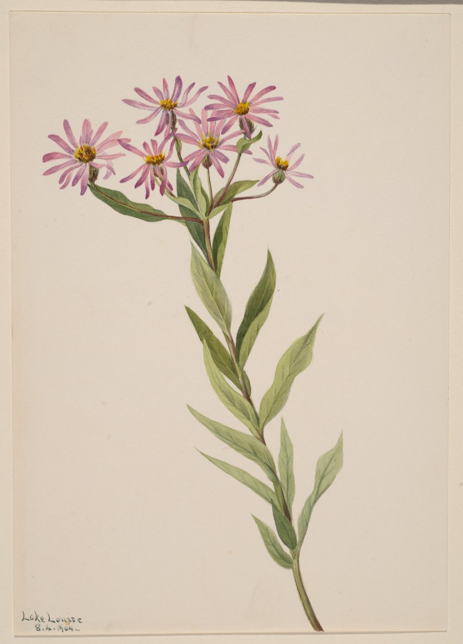Aster Engelmann, 1904. by Mary Vaux Walcott