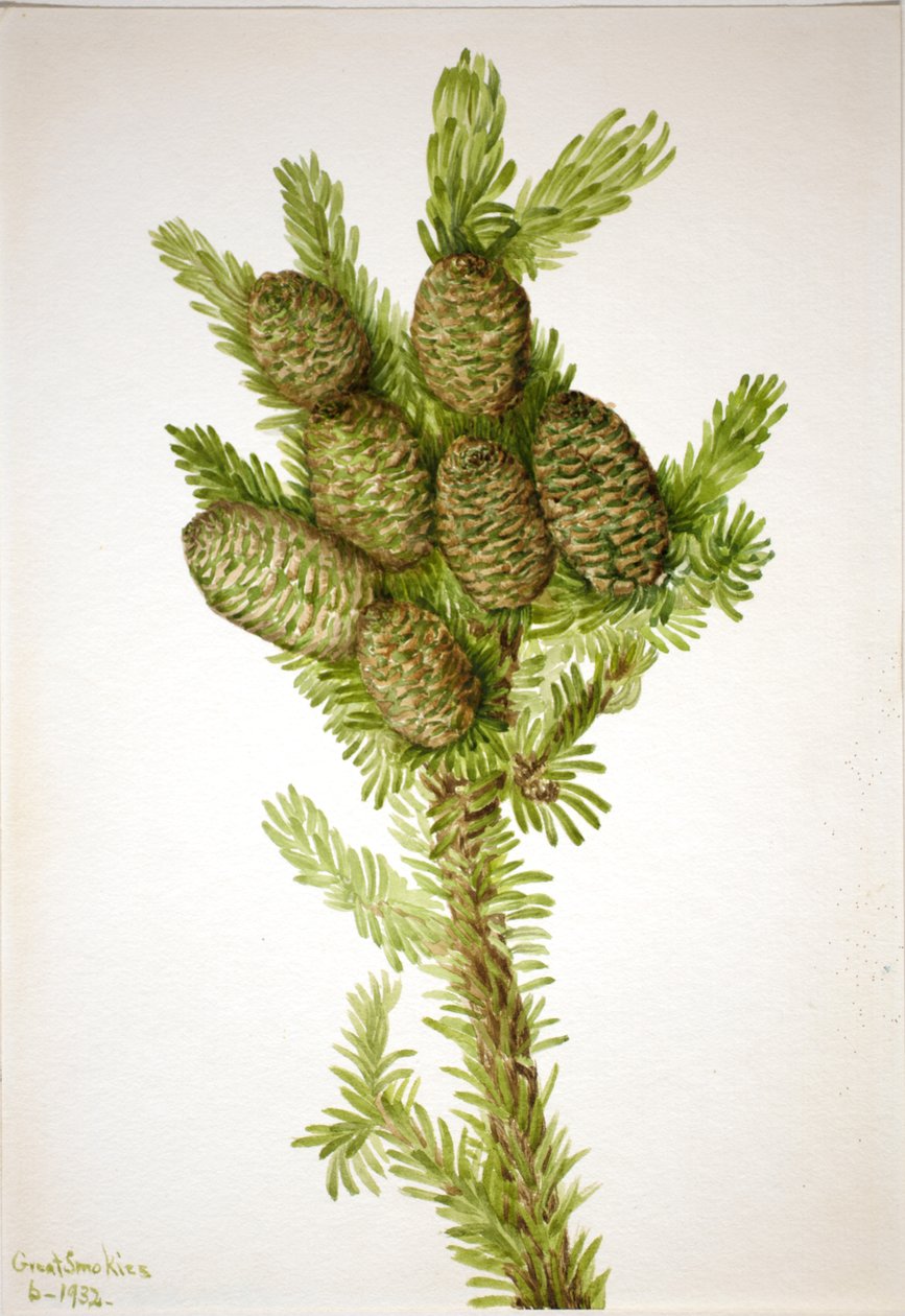 Balsam Köknar Abies fraseri, 1932. by Mary Vaux Walcott