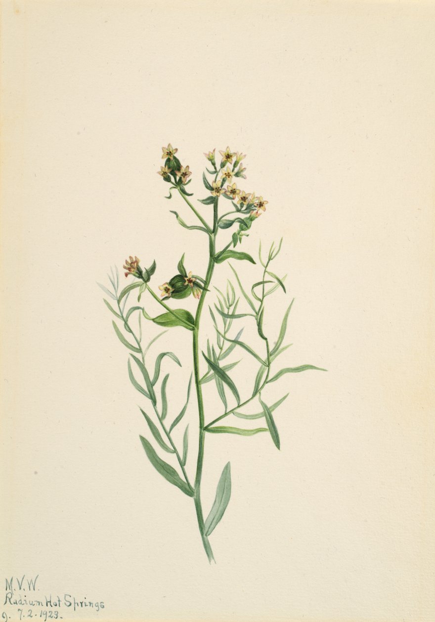 Piç Toadflax Comandra pallida, 1923. by Mary Vaux Walcott