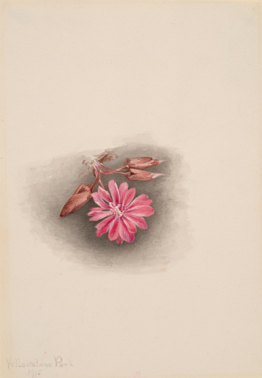 Acı kök Lewisia redivivia, 1915. by Mary Vaux Walcott