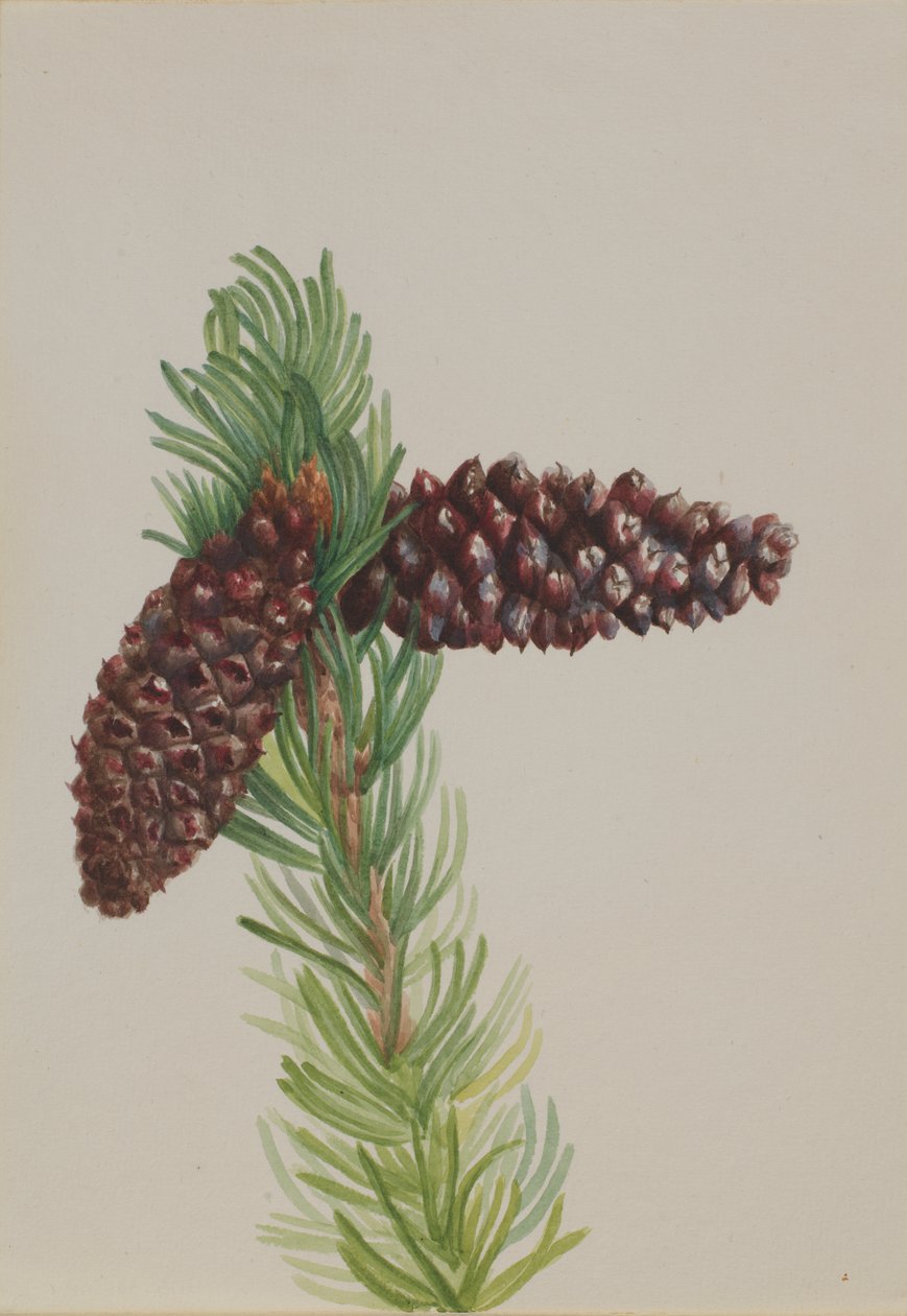Kıl Koni Çamı Pinus aristata, yak. 1930