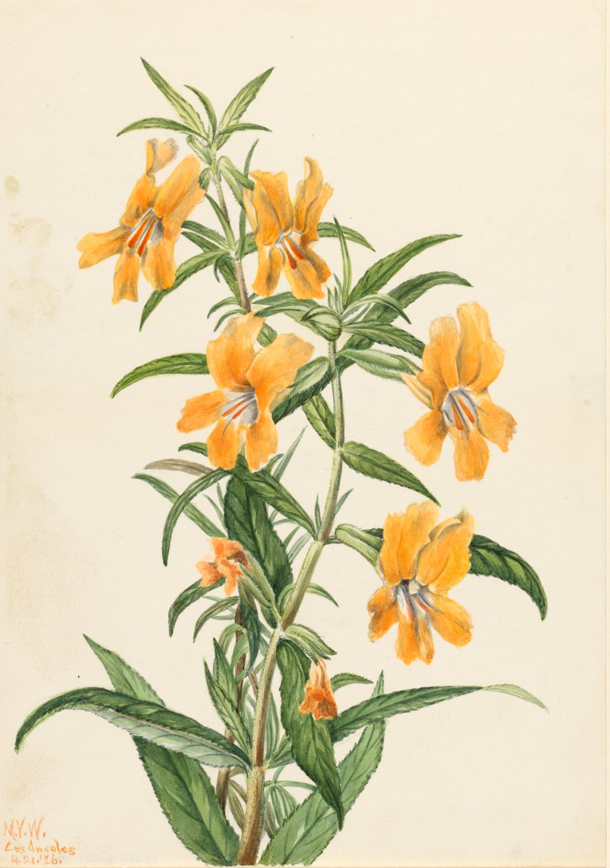 Buff Monkeyflower Diplacus longiflorus, 1926. by Mary Vaux Walcott
