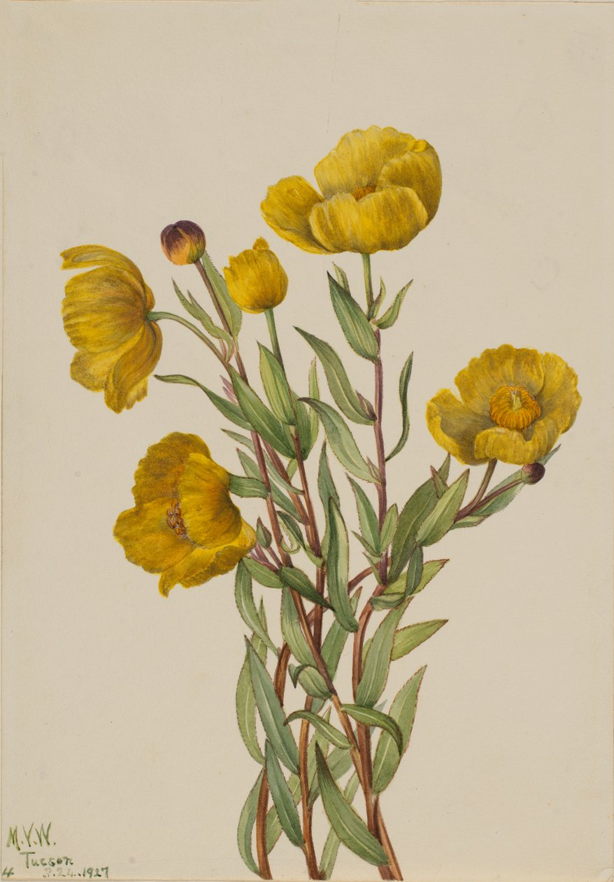 Bushpoppy Dendromecon rijidumu, 1927. by Mary Vaux Walcott