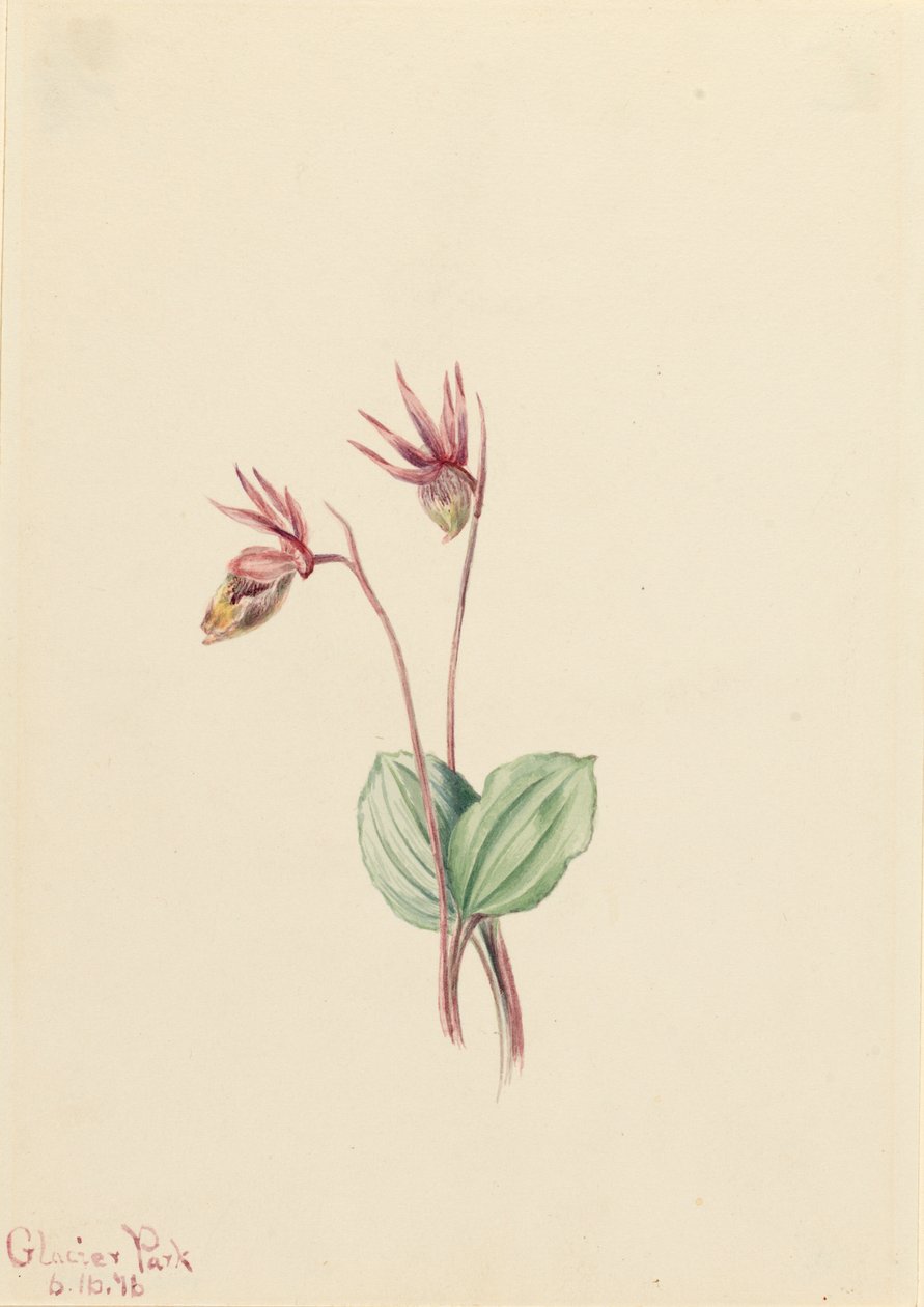 Calypso Cytherea bulbosa, 1916. by Mary Vaux Walcott