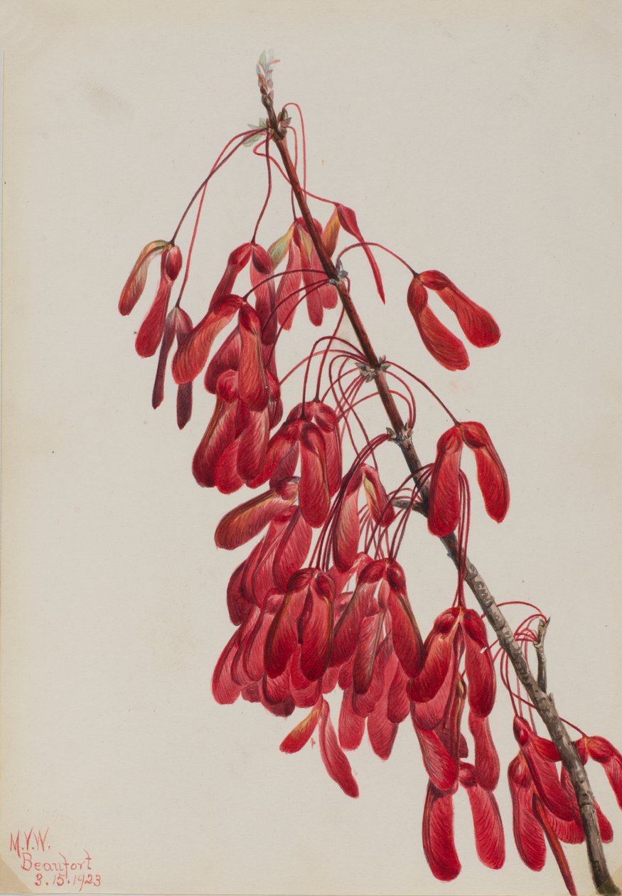 Carolina Maple Acer carolinianum, 1923. by Mary Vaux Walcott