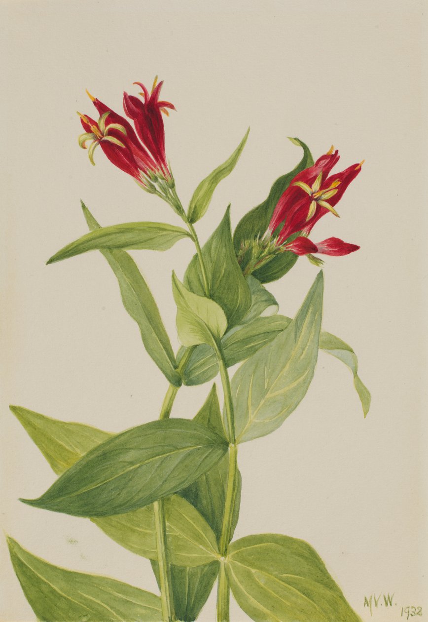 Carolina Pembe Spigelia marylandica, 1932. by Mary Vaux Walcott