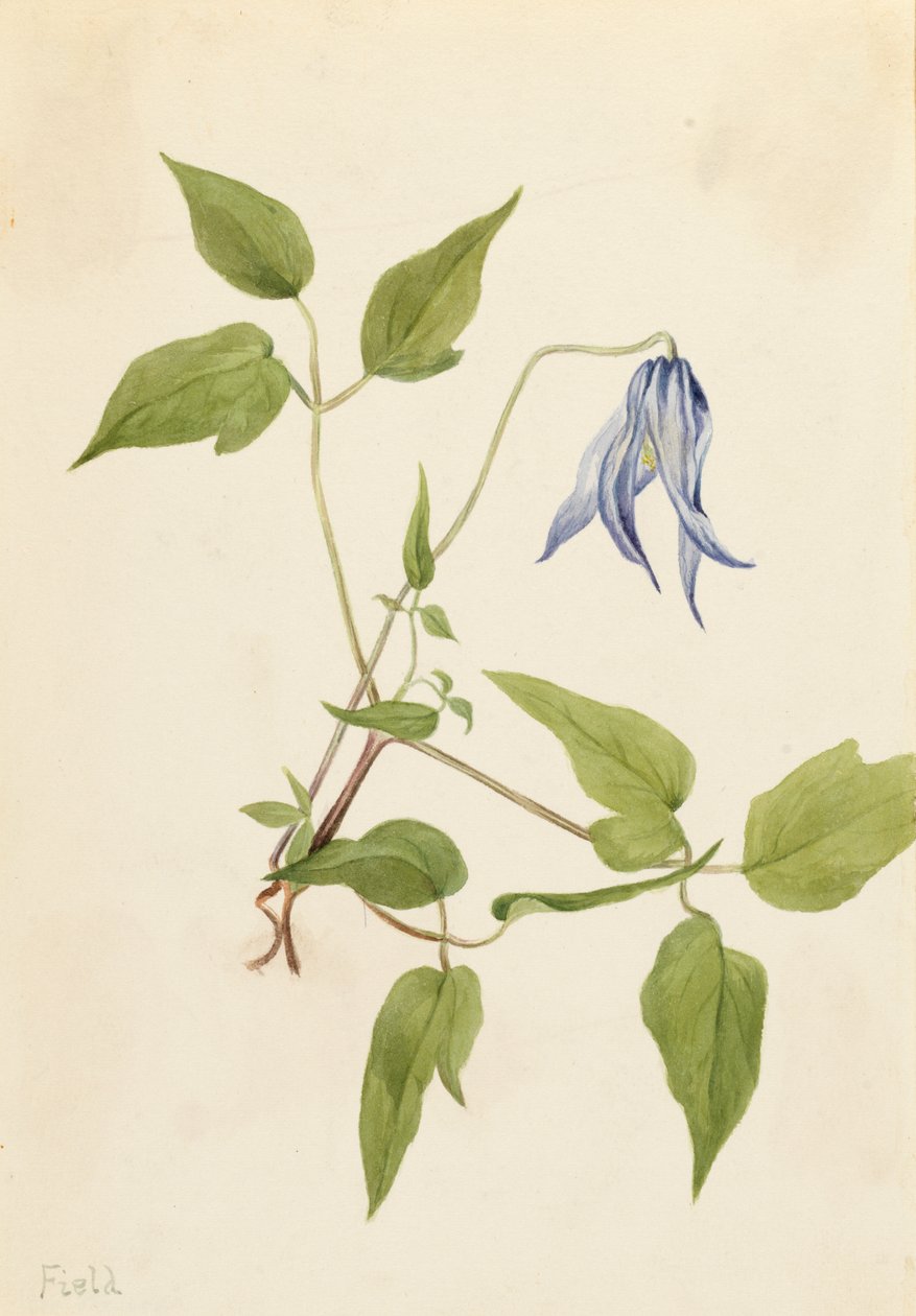 Columbia Clematis columbiana, yaklaşık 1900-1925. by Mary Vaux Walcott