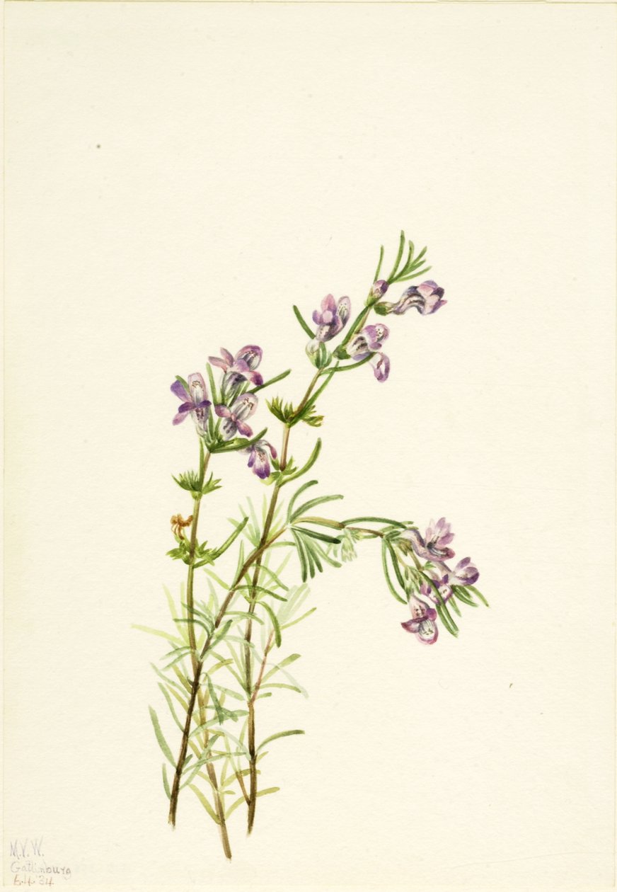 Conradina verticillata, 1934. by Mary Vaux Walcott