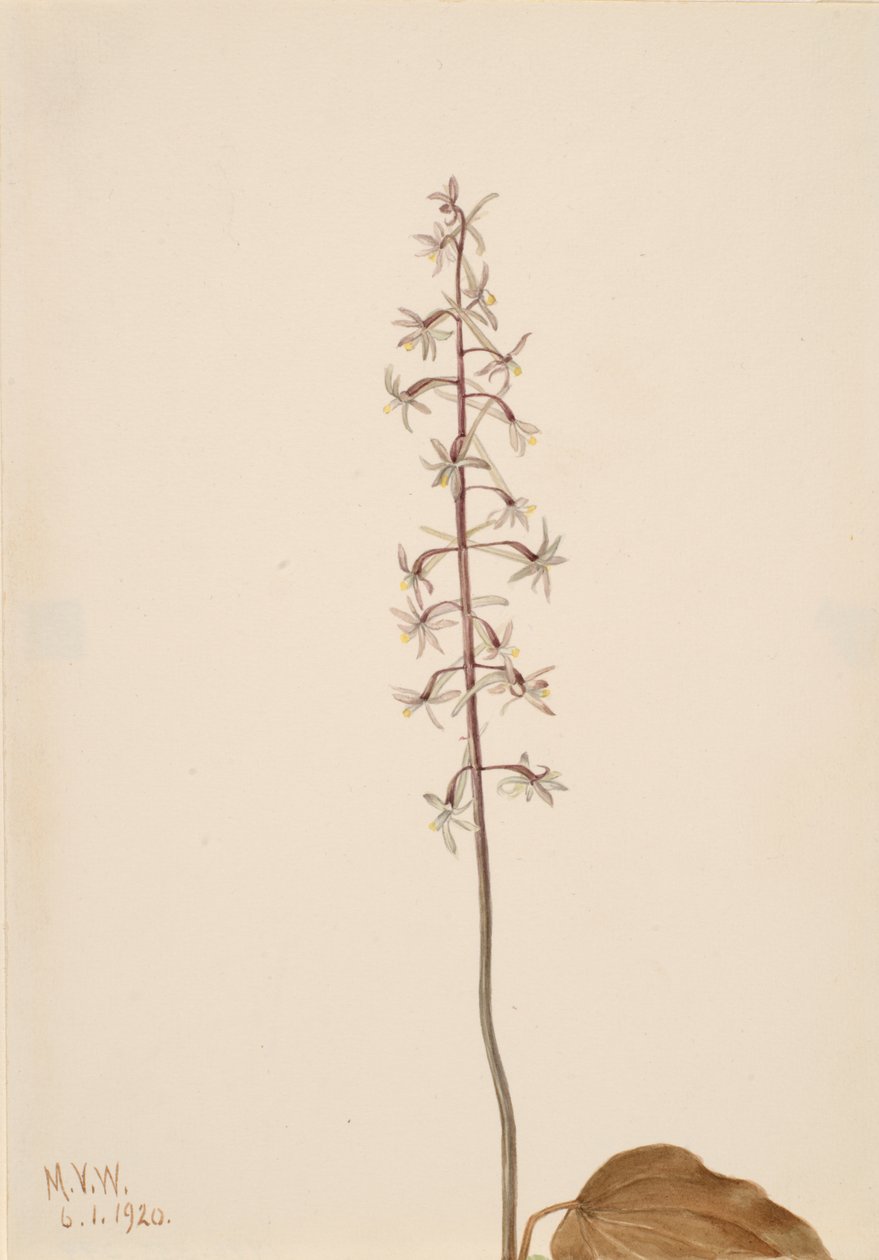 Turna Uçan Orchis Tipularia uniflora, 1920. by Mary Vaux Walcott
