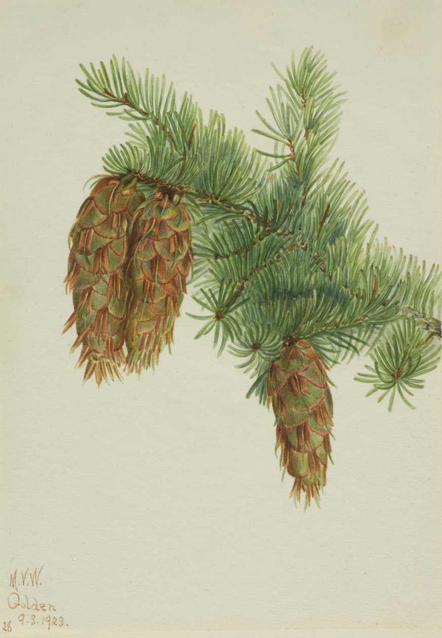 Douglas Köknar Pseudotsuga mucronata, 1923. by Mary Vaux Walcott
