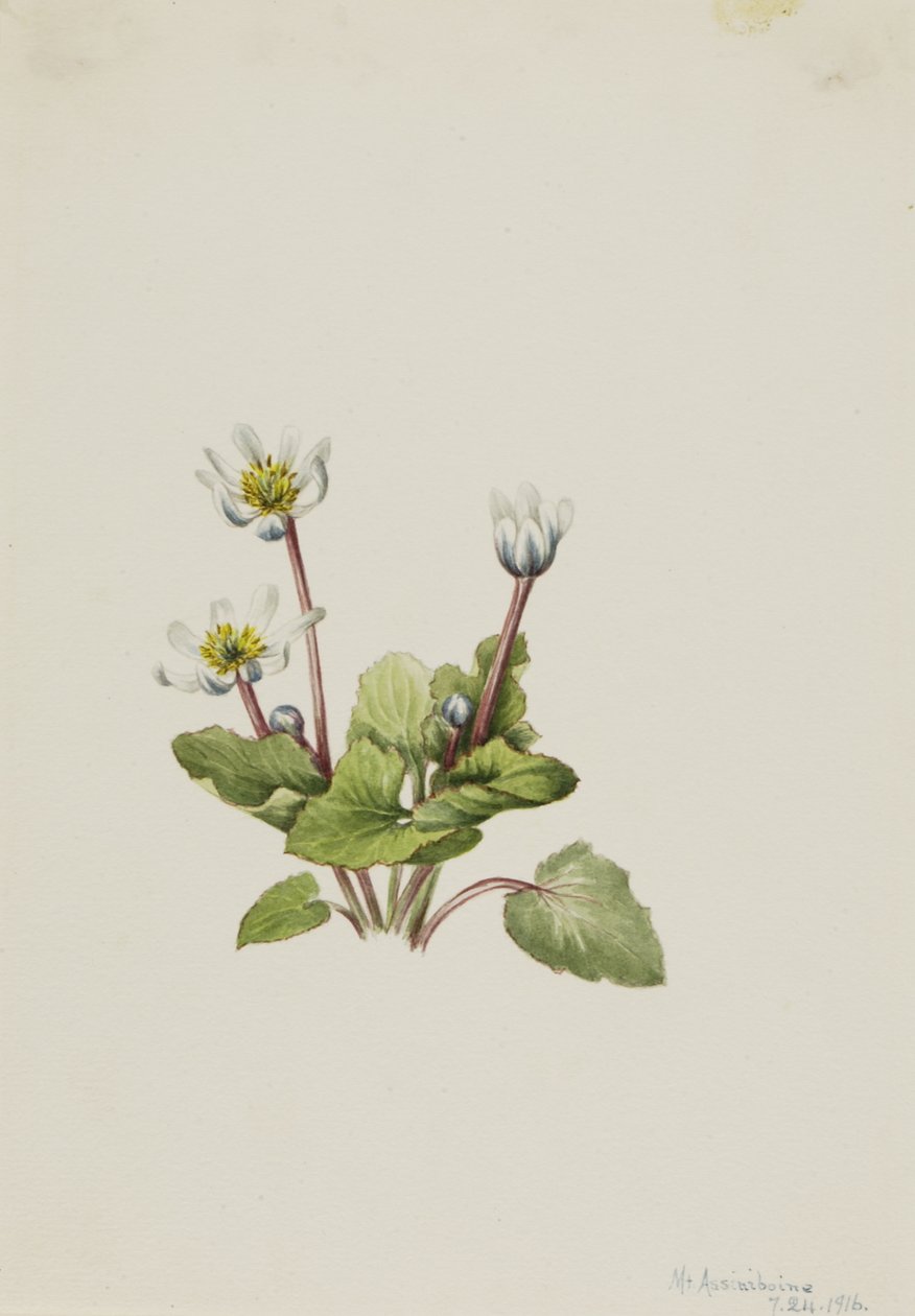 Elkslip Caltha leptosepala, 1916. by Mary Vaux Walcott