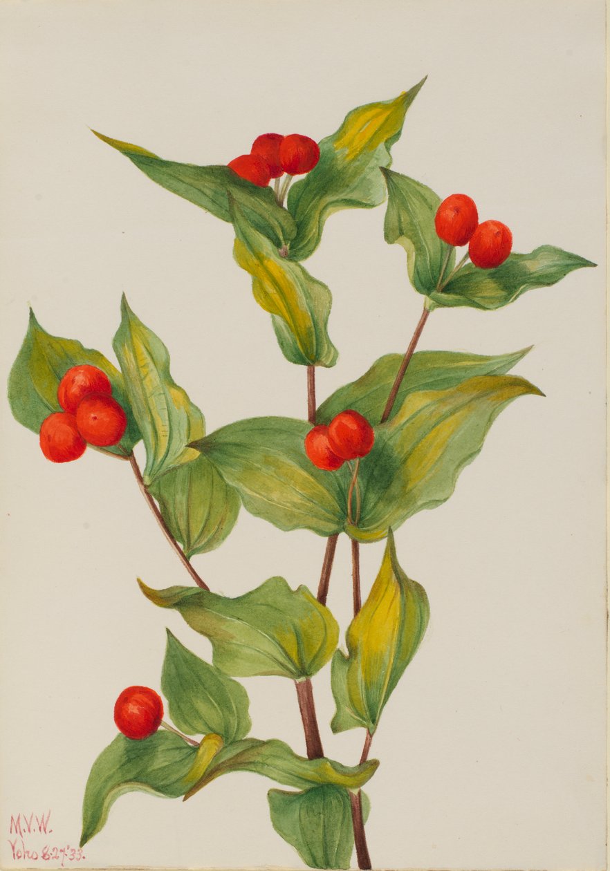 Peri çanları Disporum fahişe, 1933. by Mary Vaux Walcott