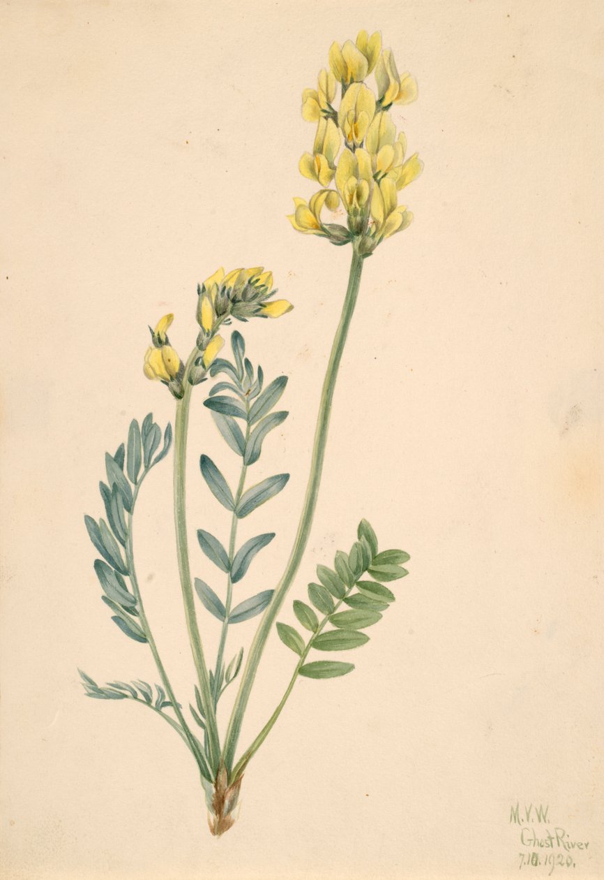 Yanlış Locoweed Oxytropia gracilis, 1920. by Mary Vaux Walcott