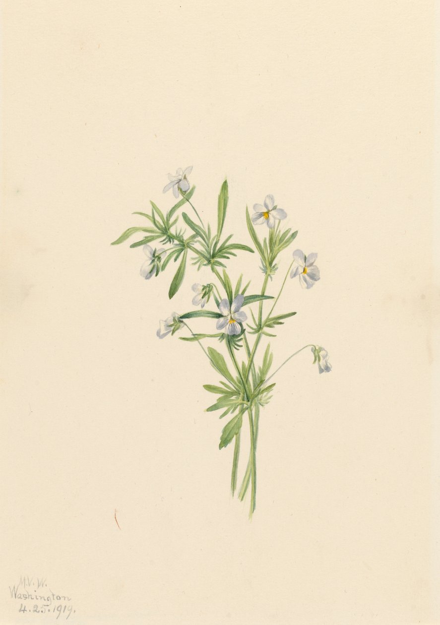 Tarla Menekşesi Viola rafinesquii, 1919. by Mary Vaux Walcott