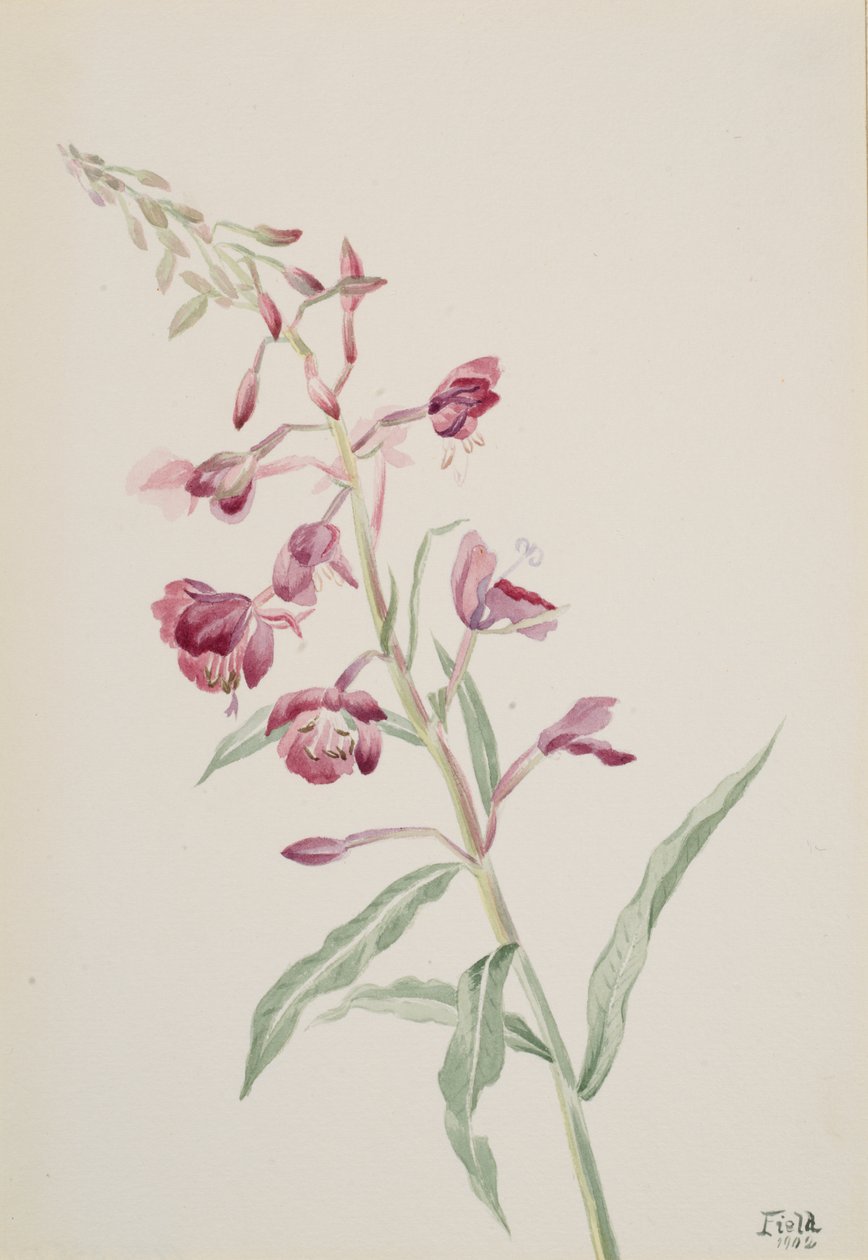Fireweed Epilobium angustifolium, 1902. by Mary Vaux Walcott