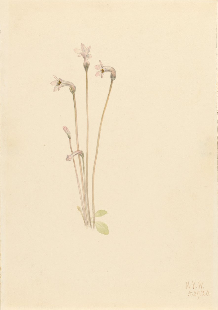 Ghostpipe Thalesia uniflora, 1920. by Mary Vaux Walcott