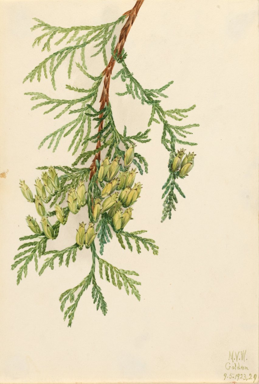 Dev Arborvitae Mazı plicata, 1923 by Mary Vaux Walcott