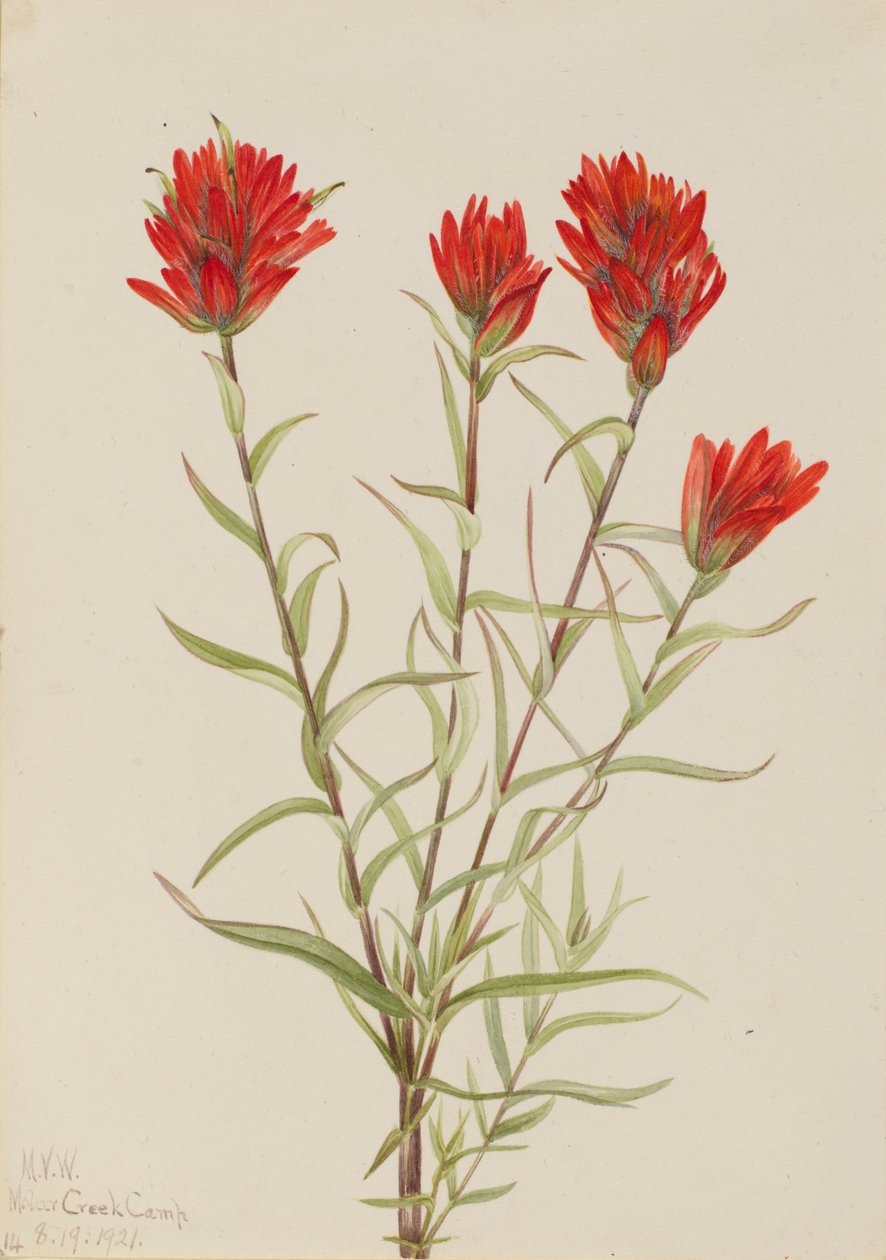 Dev Kırmızı Boya Fırçası Castilleja miniata, 1921. by Mary Vaux Walcott