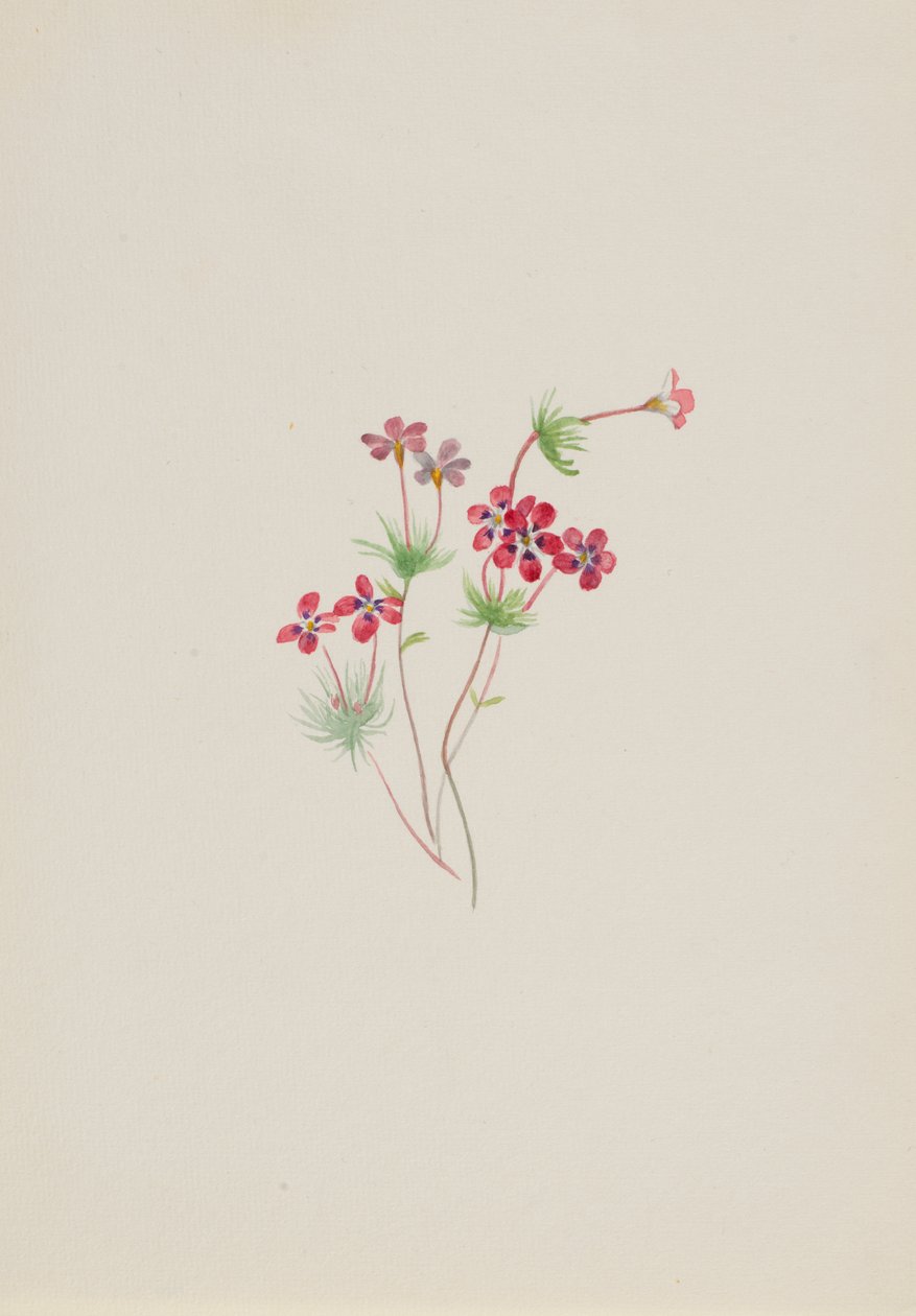 Gilia linanthus parviflorus, yak. 1900-1930. by Mary Vaux Walcott