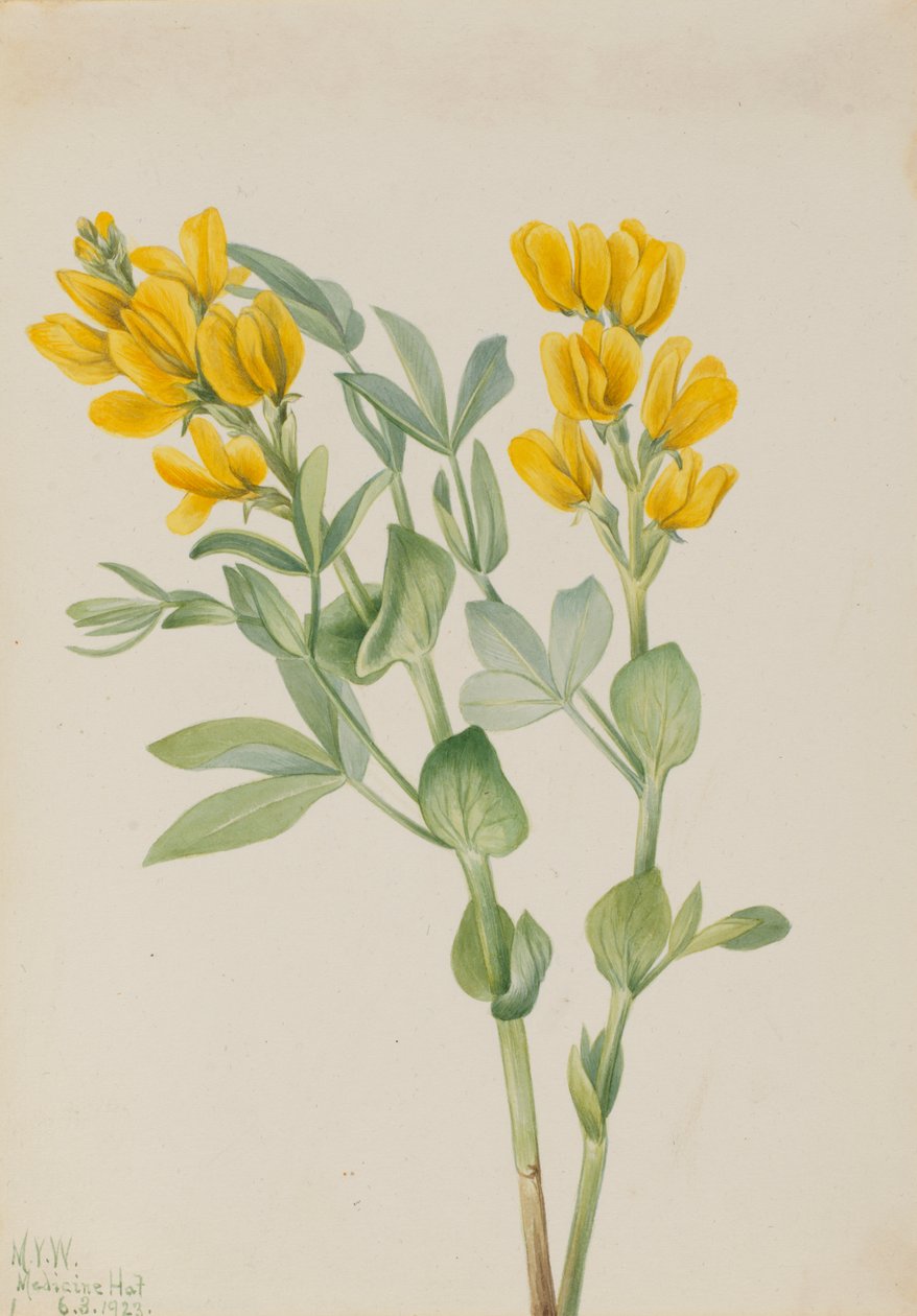 Altınbezelye Thermopsis rhombifolia, 1923. by Mary Vaux Walcott