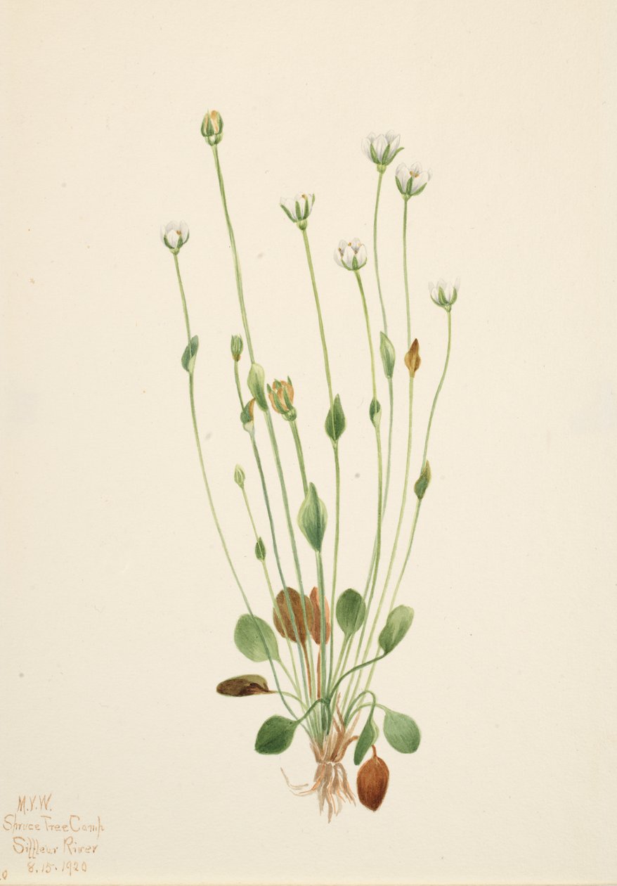 Gri Ragwort Senecio canus, 1920. by Mary Vaux Walcott