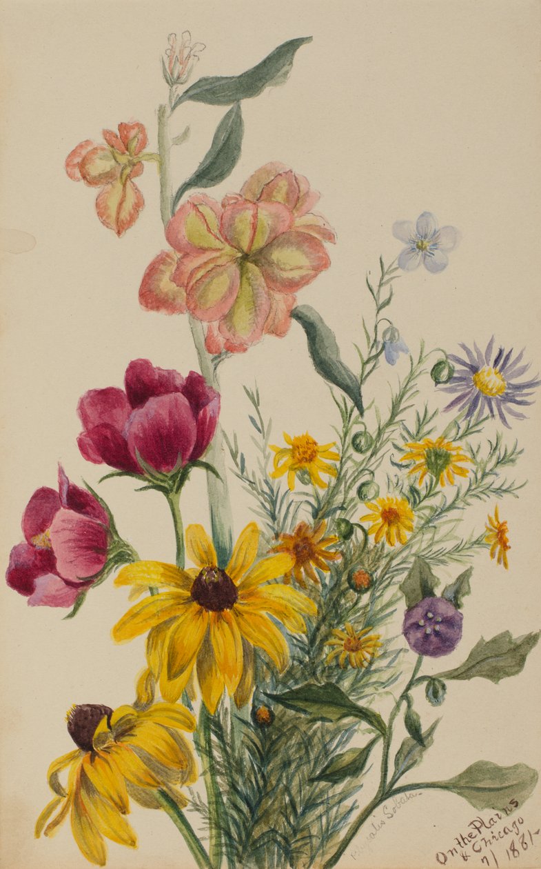 Çiçek Grubu, 1881. by Mary Vaux Walcott