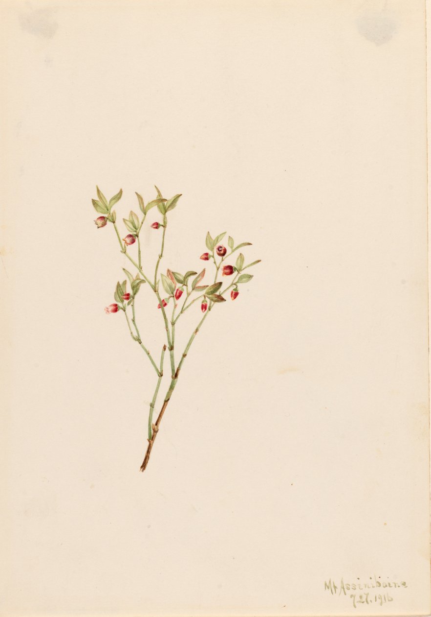 Orman Tavuğu Whortleberry Vaccinium scoparium, 1916. by Mary Vaux Walcott