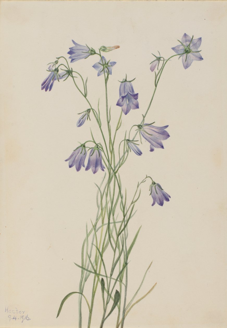 Harebell Campanula rotundifolia, 1916. by Mary Vaux Walcott