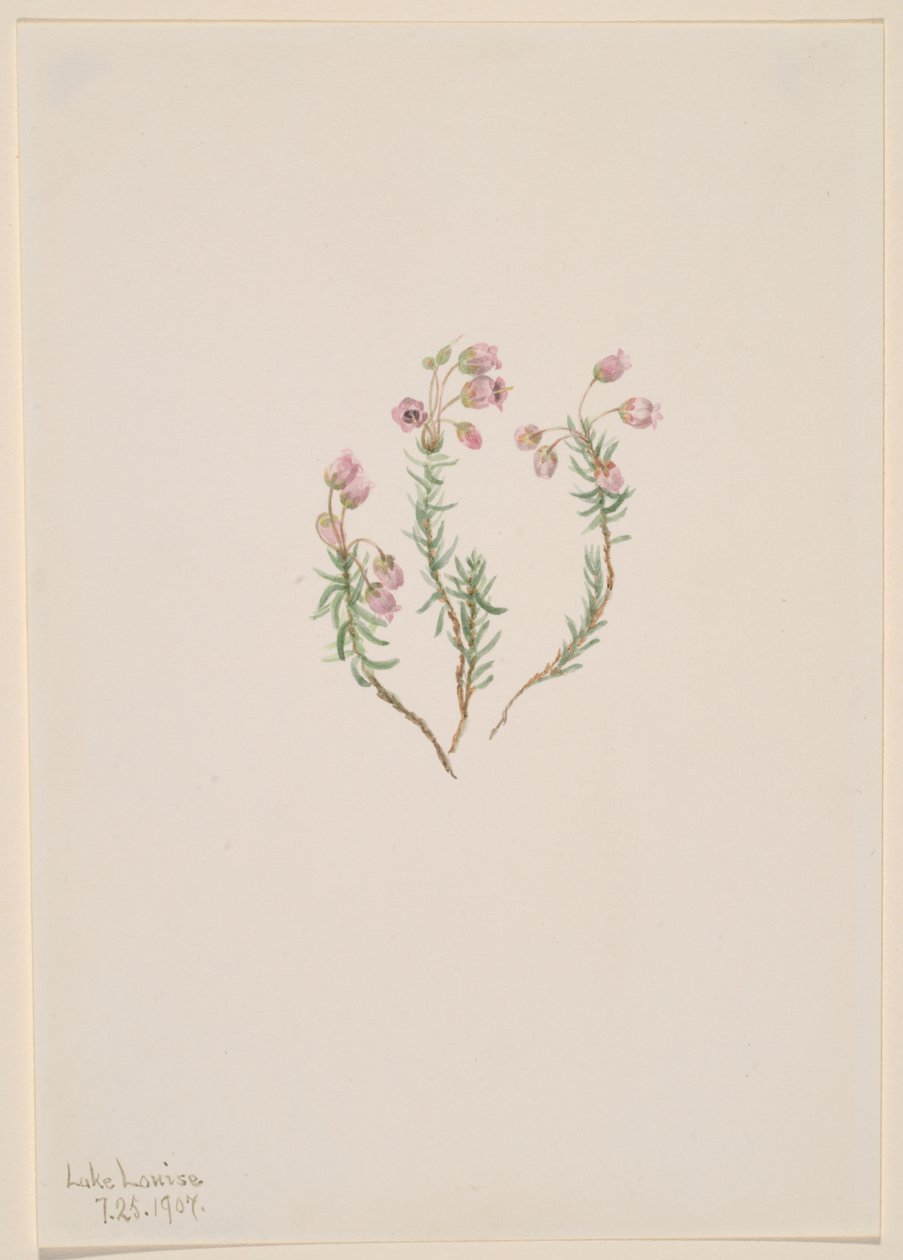 Heather Phyllodoce medyası, 1907. by Mary Vaux Walcott