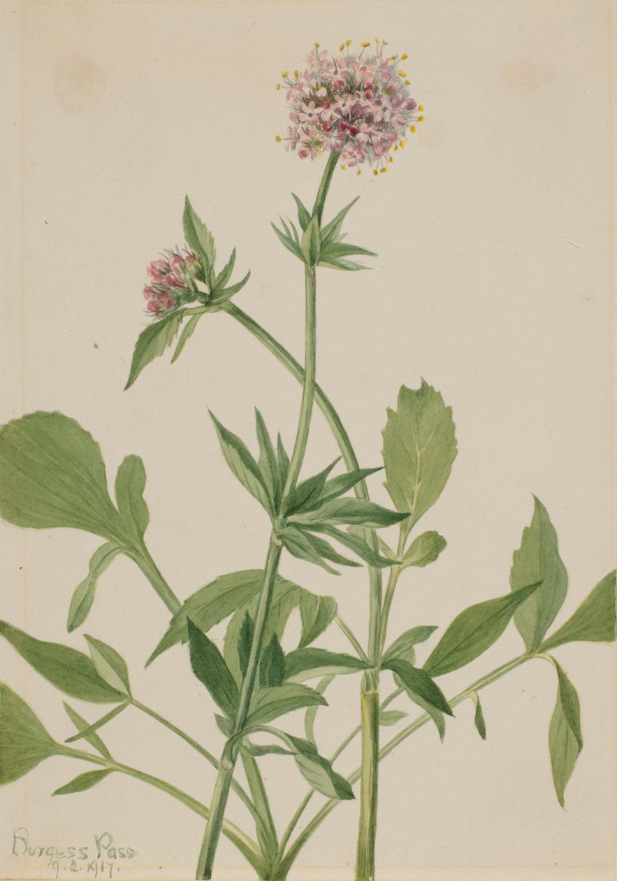 Kediotu Kediotu Valeriana sitchensis, 1917. by Mary Vaux Walcott