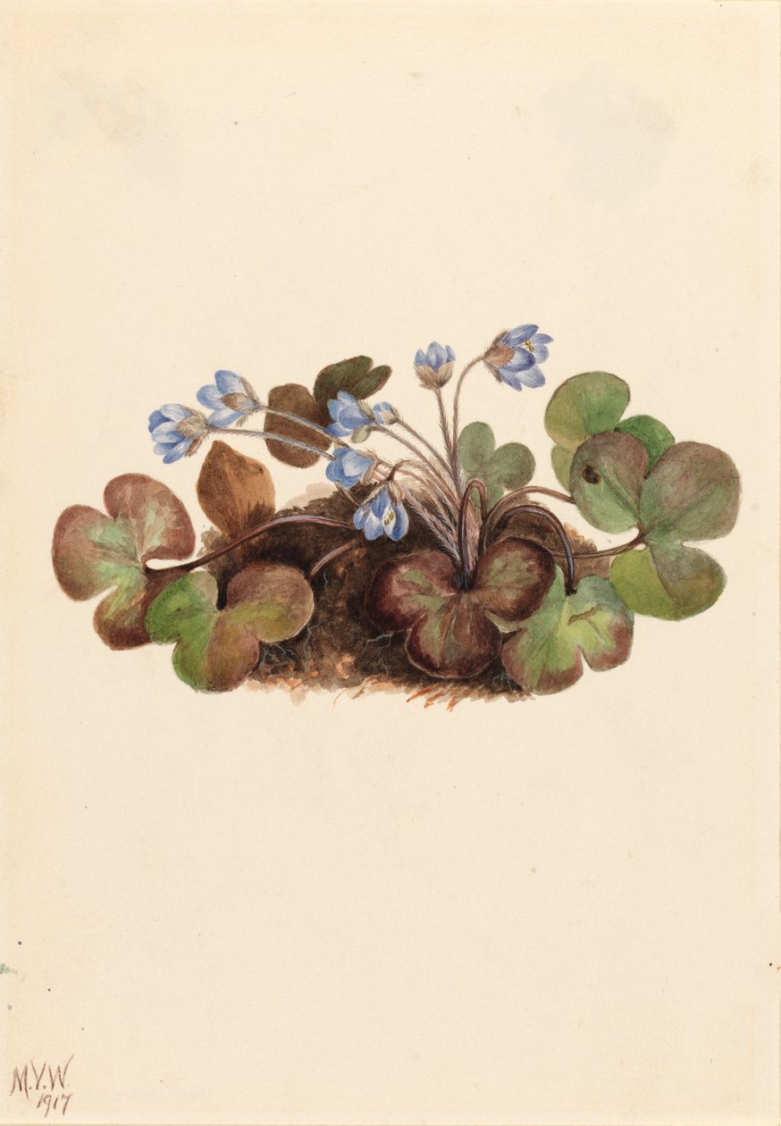 Amerikan ciğerotu, 1917. by Mary Vaux Walcott