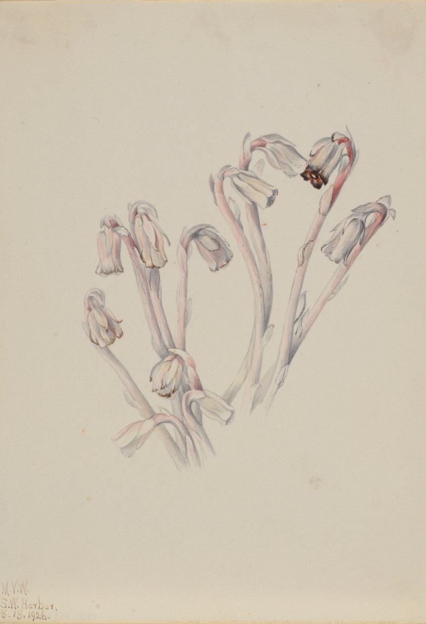 Hint Boru Monotropa uniflora, 1926. by Mary Vaux Walcott