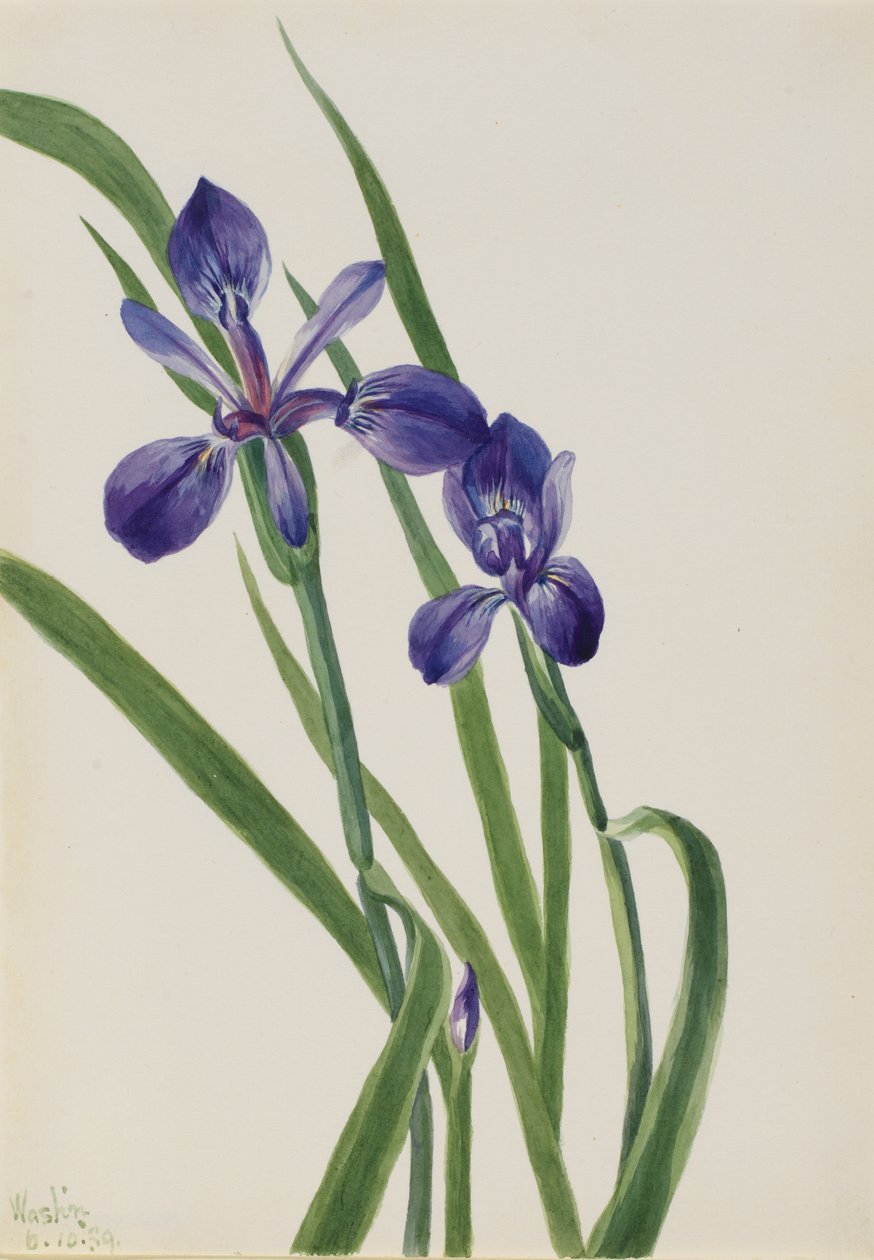 İris İris türleri, 1939. by Mary Vaux Walcott