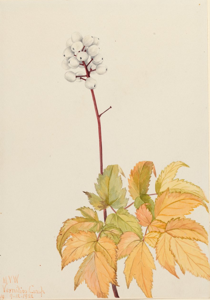 Fildişi Baneberry Actaea arguta, 1922. by Mary Vaux Walcott