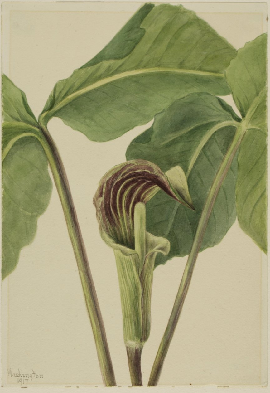 Minberdeki vale Arisaema triphyllum, 1917. by Mary Vaux Walcott