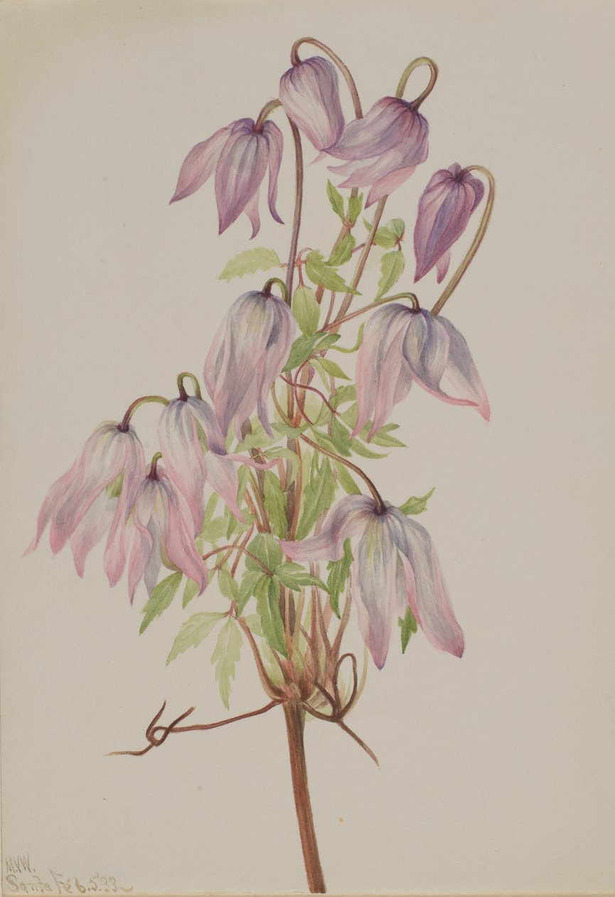 Jicarilla Clematis pseudoalpina, 1933. by Mary Vaux Walcott