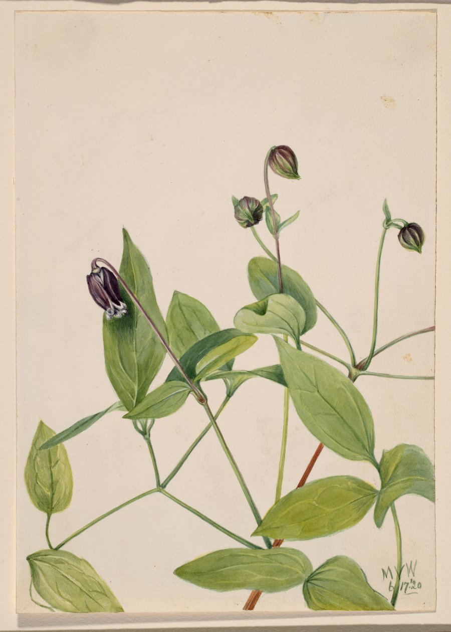 Deri Çiçek Akasma viorna, 1920. by Mary Vaux Walcott