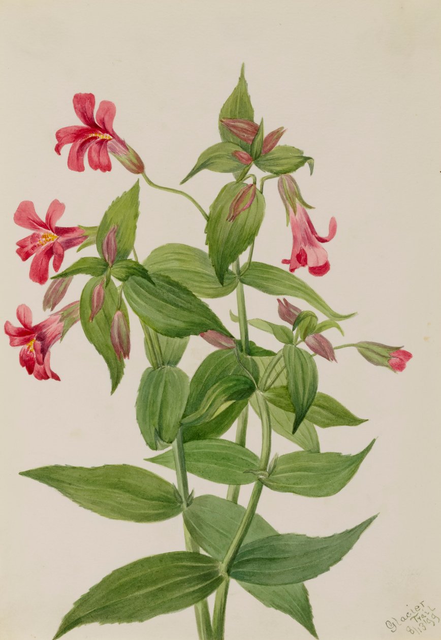 Lewis Maymun Çiçeği Mimulus lewisii, 1899. by Mary Vaux Walcott