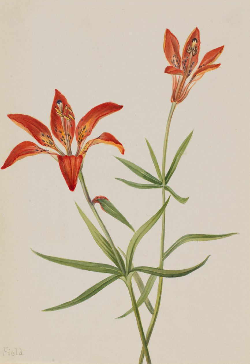 Lily Lilium montanum, yaklaşık. 1900-1920. by Mary Vaux Walcott