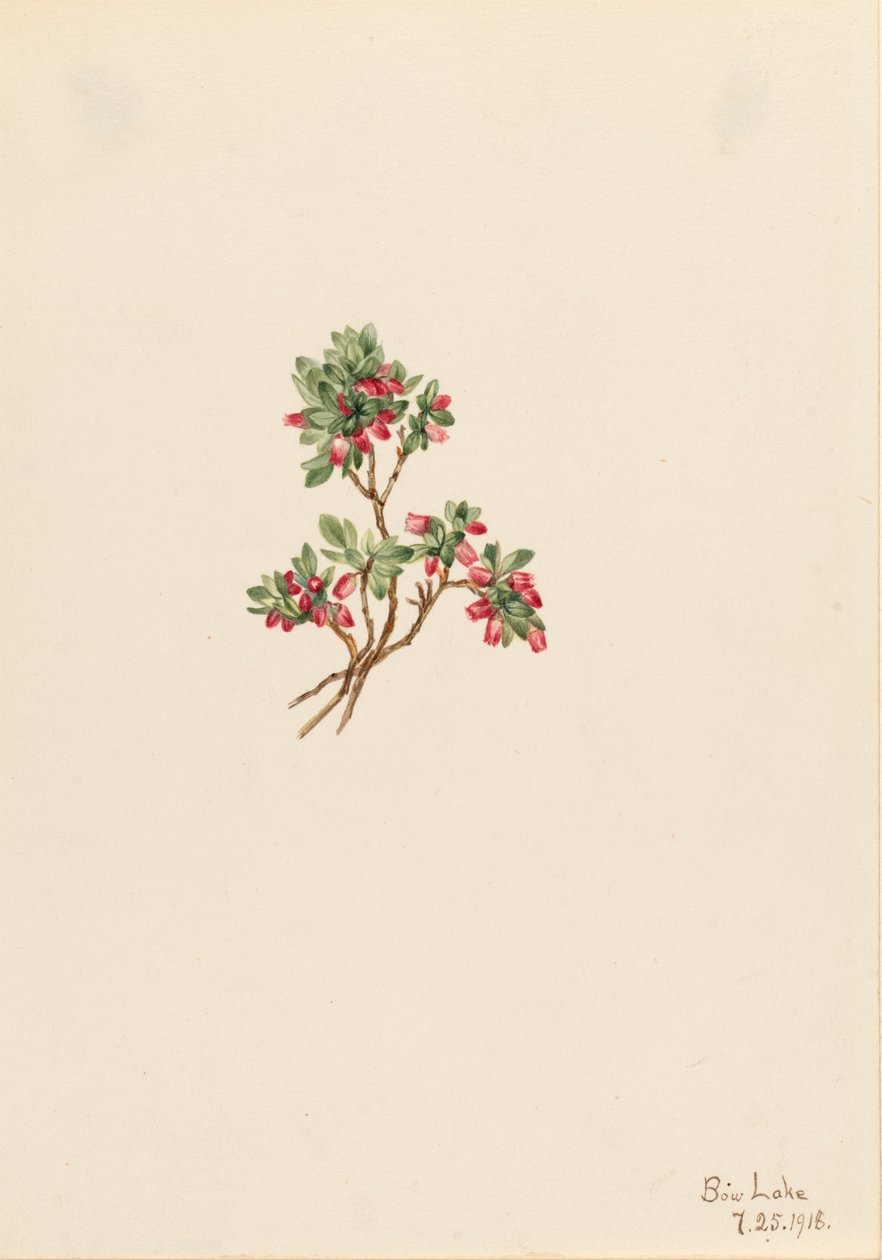 Düşük Böğürtlenli Vaccinium caespitosum, 1918 by Mary Vaux Walcott