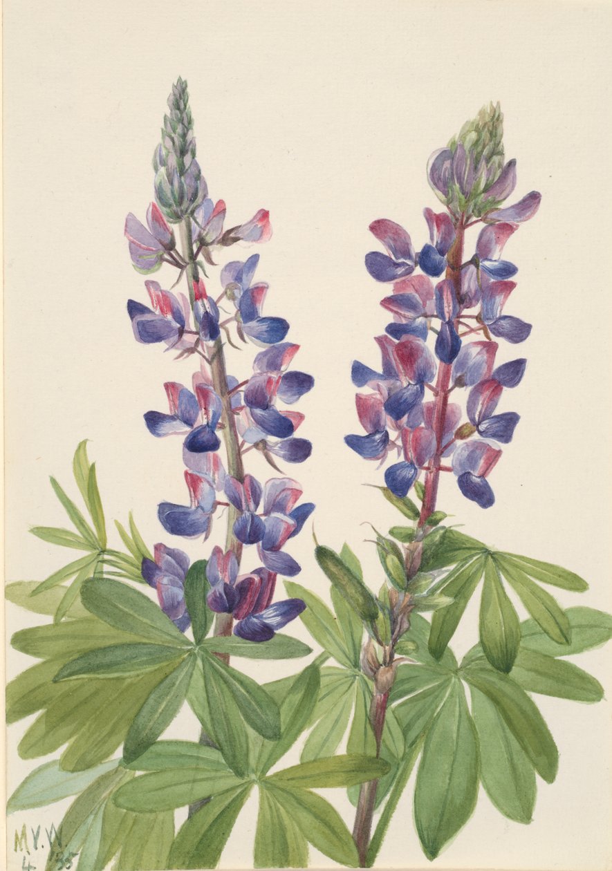 Acı bakla Lupinus fornosus, 1935. by Mary Vaux Walcott