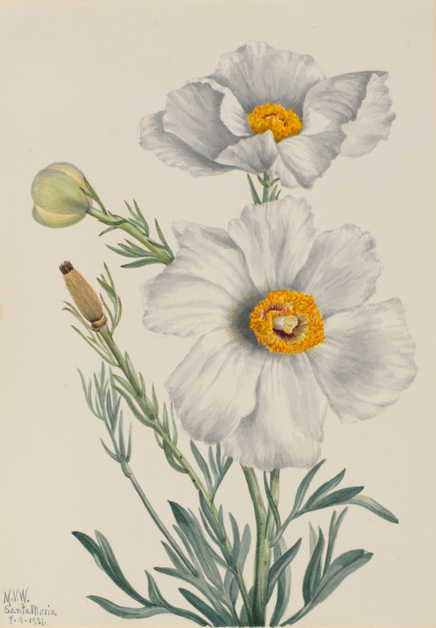 Matilija Papi Romney Calteri, 3. by Mary Vaux Walcott