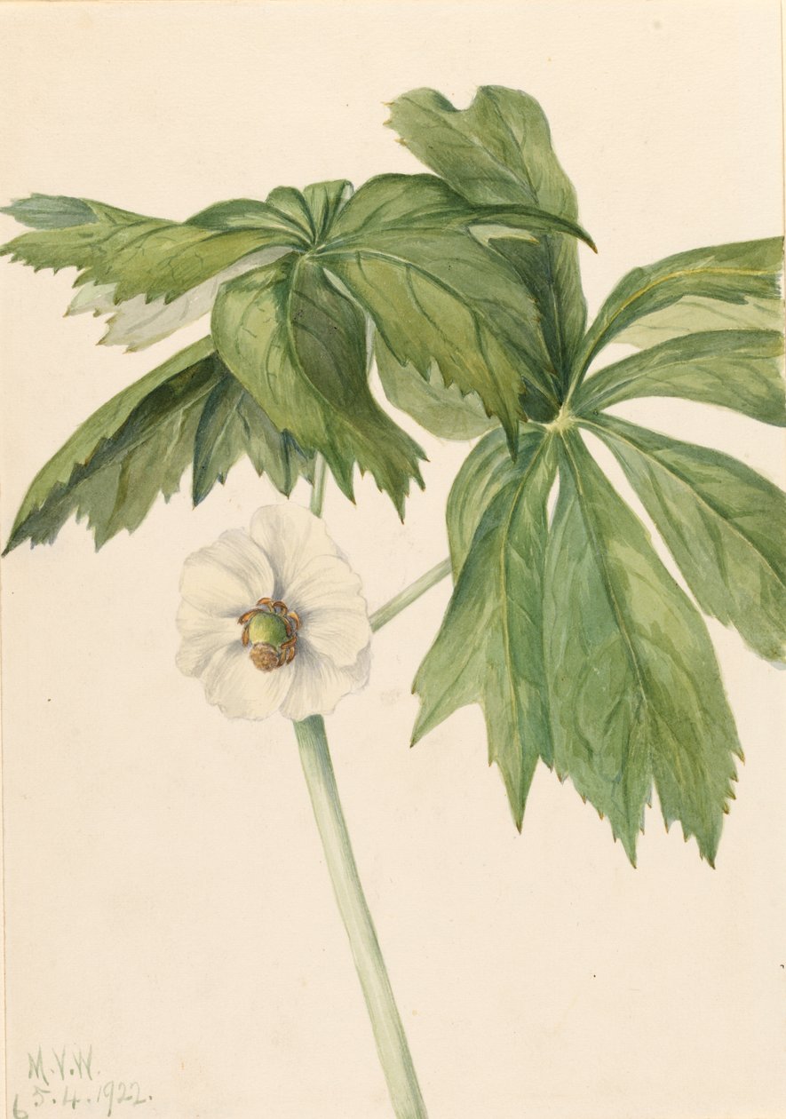 Mayapple Podphyllum paltatum, 1922. by Mary Vaux Walcott