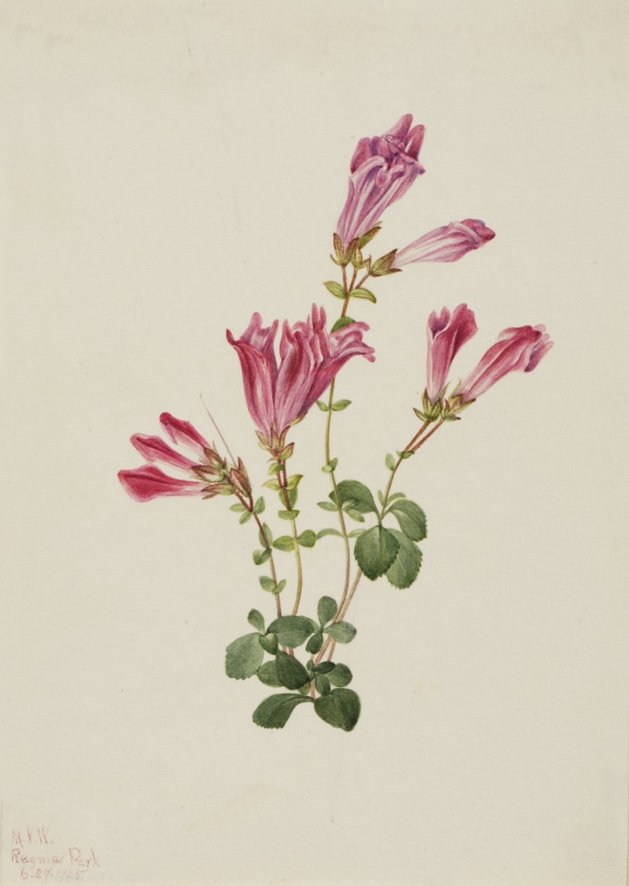Menzies Pentstemon Pentstemon menziesii, 1925. by Mary Vaux Walcott