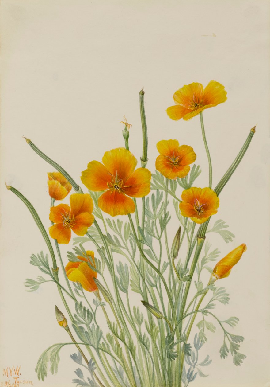 Meksikalı Haşhaş Eschscholtzia mexicana, 1927. by Mary Vaux Walcott
