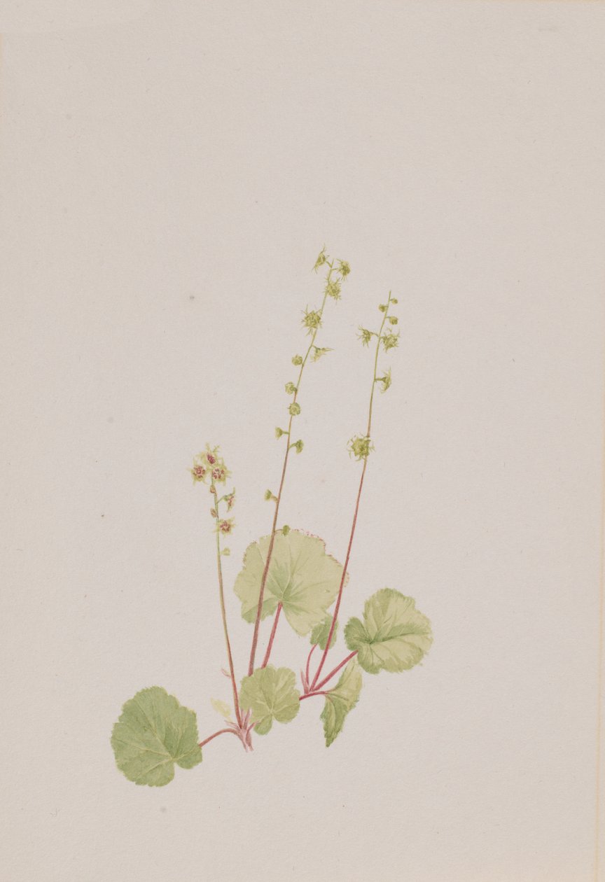 Çıplak midye, ca. 1900-1920. by Mary Vaux Walcott