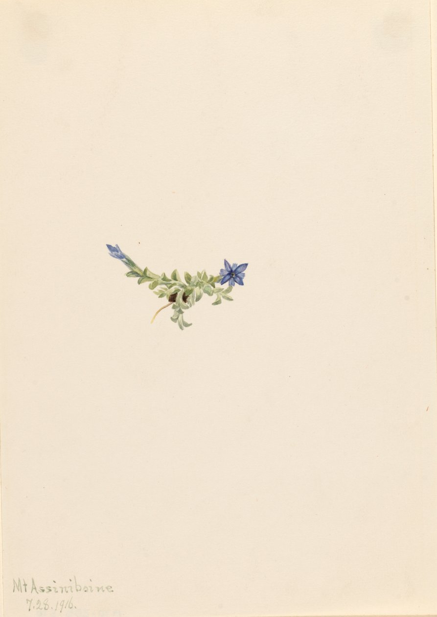 Gentian Gentian secde Moss, 1916 by Mary Vaux Walcott