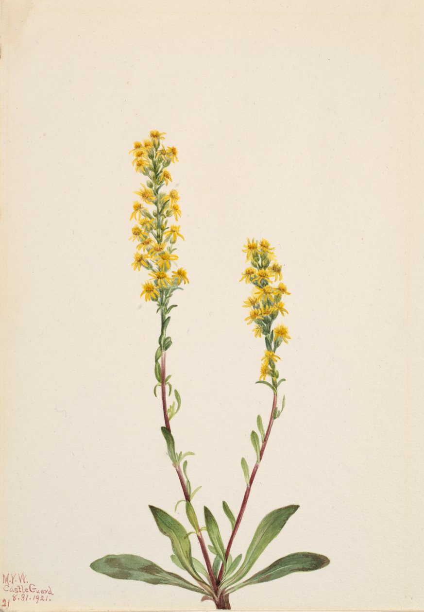 Dağ Altın Başak Solidago oreophila, 1921. by Mary Vaux Walcott