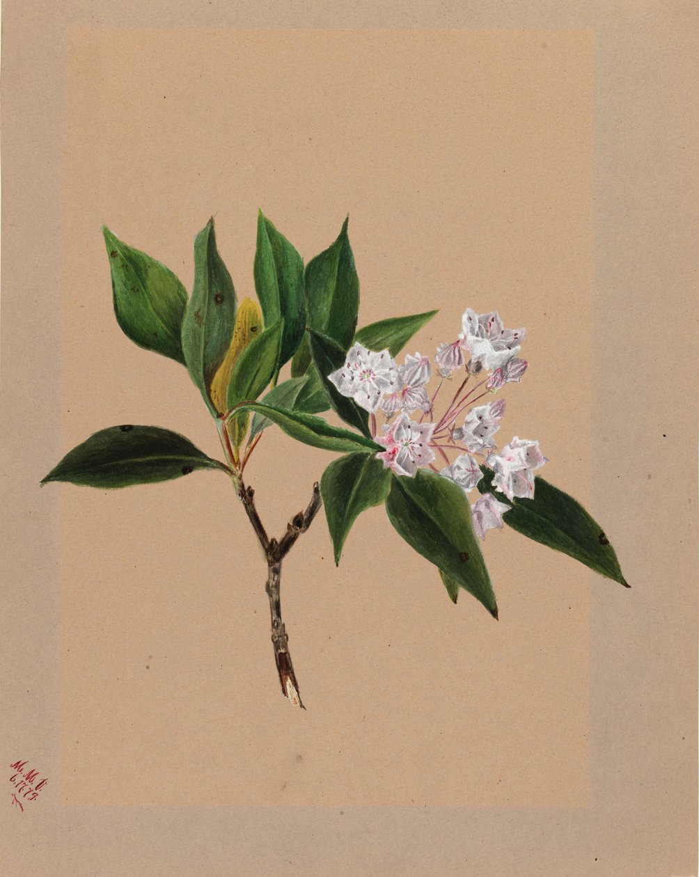 Dağ Laurel Kalmia latifolia, 1879. by Mary Vaux Walcott